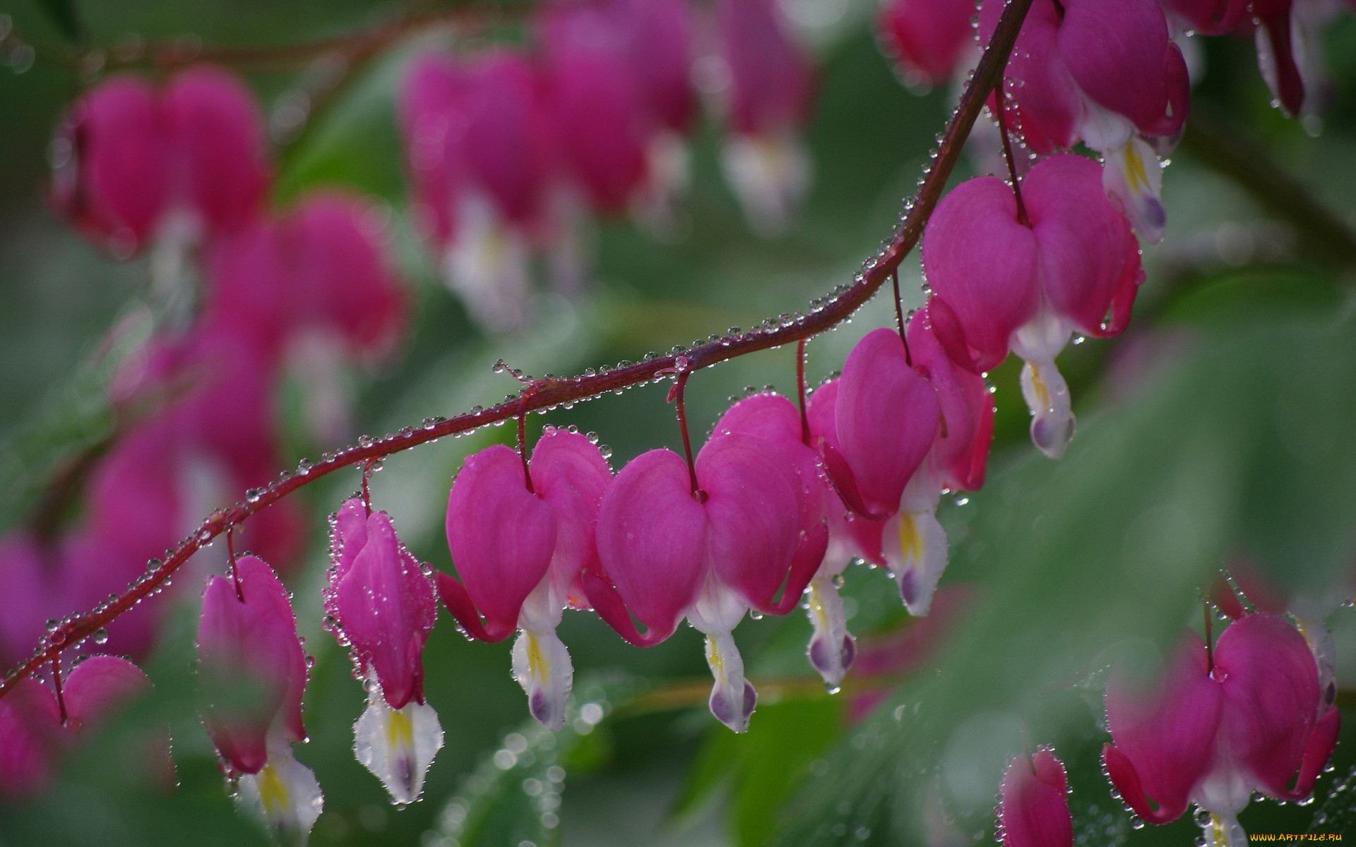 ,  ,  , , , , , flowers, pink, droplets, dew